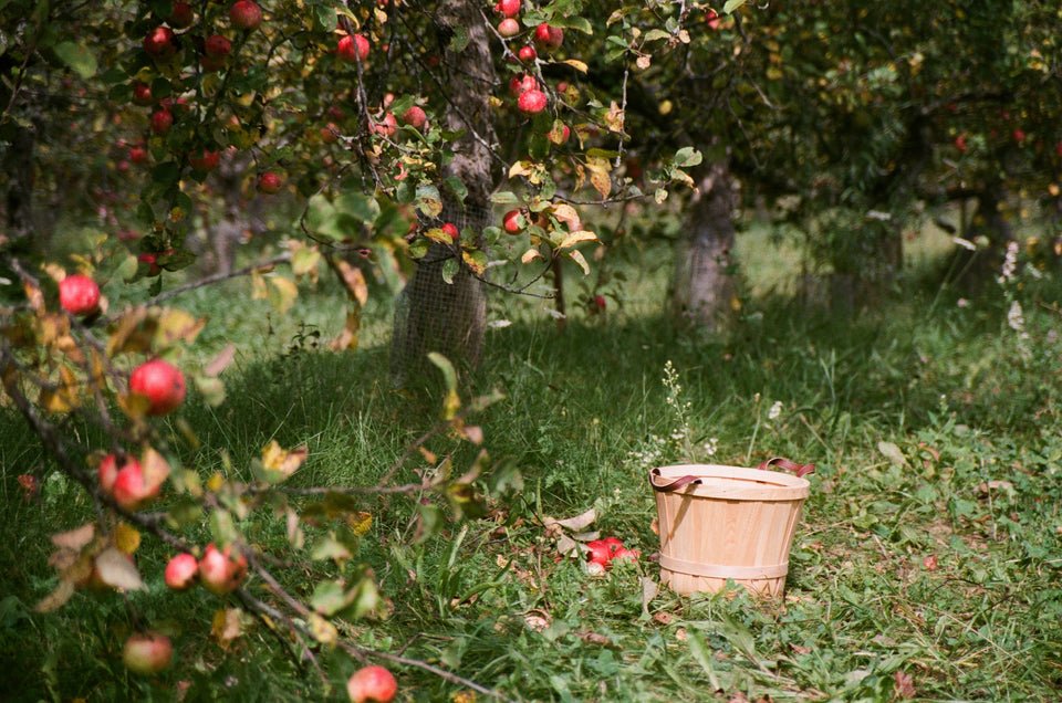 Apple orchard at cider making time.